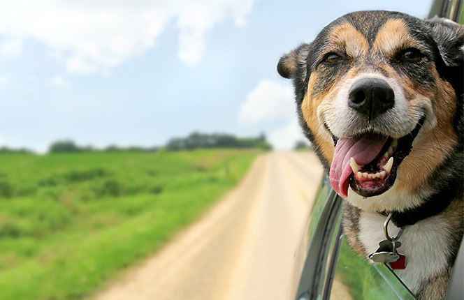 country-road-dog