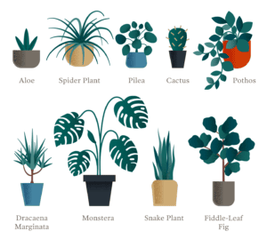 line up of nine cute house plants with their names listed beneath each one. There's an aloe, spider plant, pilea, cactus, pothos, dracaena marginata, monstera, snake plant and fiddle-leaf fig.